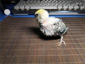 饲喂鹦鹉雏鸟温度湿度灯光对宠物产生多大影响？
