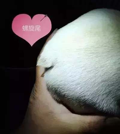 为什么都作为宠物犬法牛会如此贵？怎样挑选一只品相好的纯种法牛？