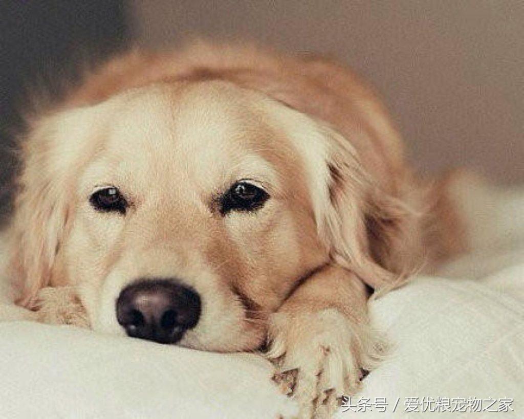 金毛犬的寿命是多久？如何才能使狗狗更加长久的陪伴我们呢？