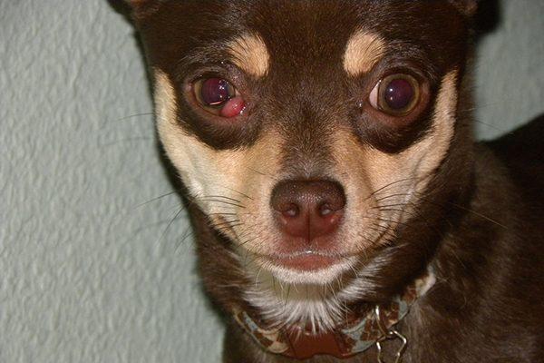狗狗内眼角红肿？可能是患了樱桃眼，什么樱桃眼你知道吗？