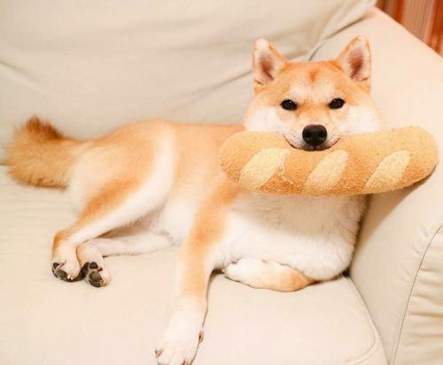 柴犬妊娠期大概是多少天？柴犬怀孕期间会有什么反应
