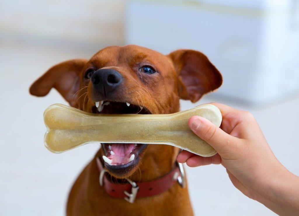 发现狗狗掉牙主人只需补钙就可以？做好这些措施可以更健康