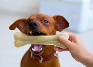 狗狗换牙期间，主人应该做哪些措施呢？