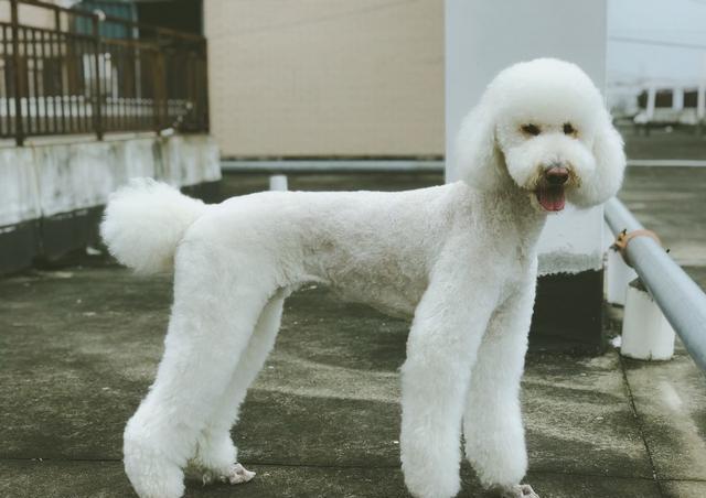巨型贵宾犬瘦得皮包骨了怎么办?是没吃饱还是驱虫不好 巨型贵宾犬瘦得皮包骨了怎么办?是没吃饱还是驱虫不好