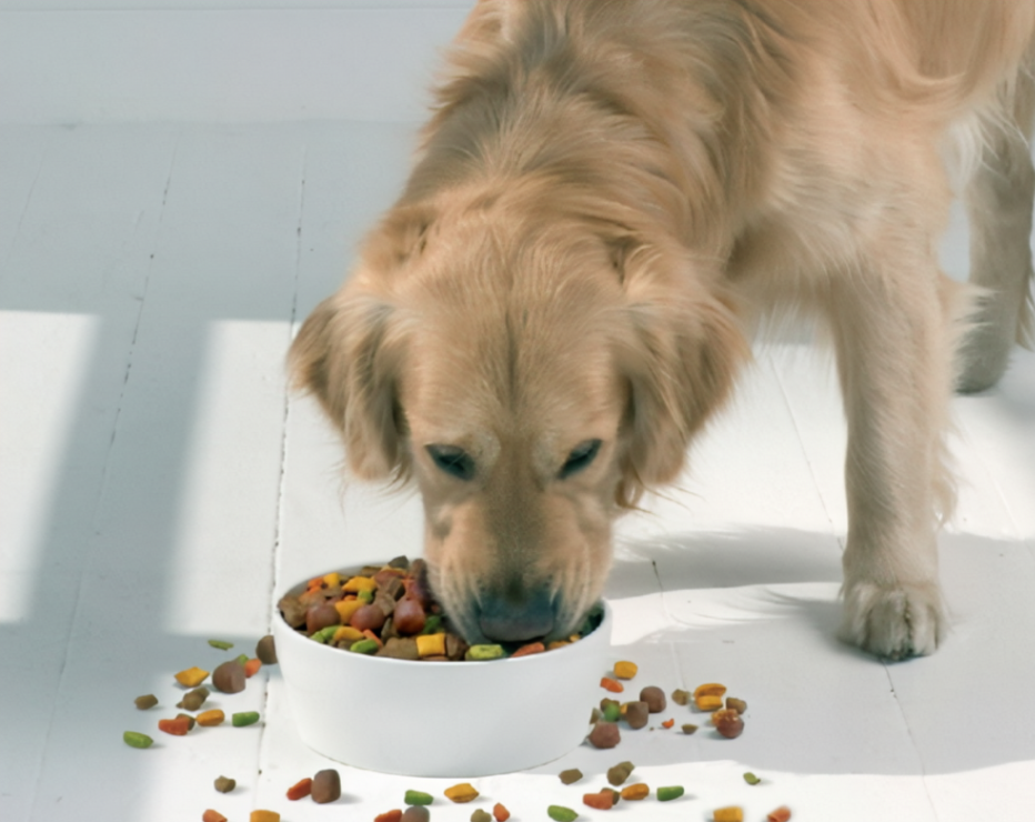 狗狗喂食的七大禁忌是什么？给狗狗喂食需要注意什么？