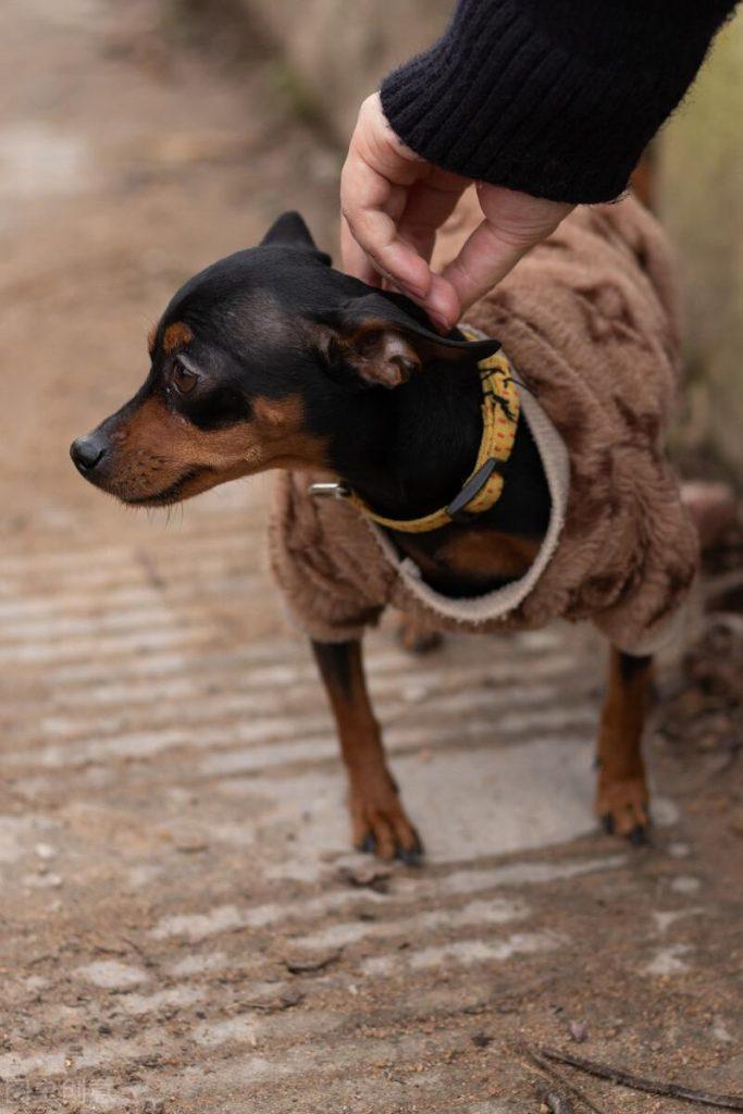 怎样使用正确的训练方法改掉小鹿犬的坏习惯？