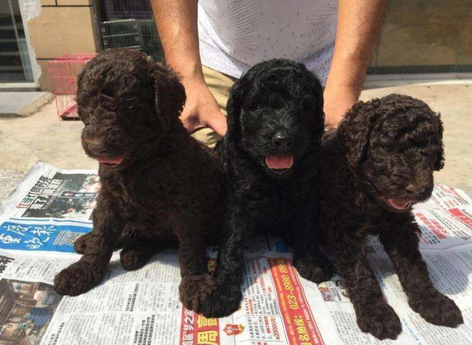 “巨型贵宾犬”价格是多少？影响价格的因素主要有这5个，你知道知道吗？
