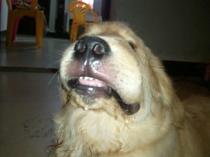 金毛犬常见症状及防治汇总，养金毛的宠物主人收藏了