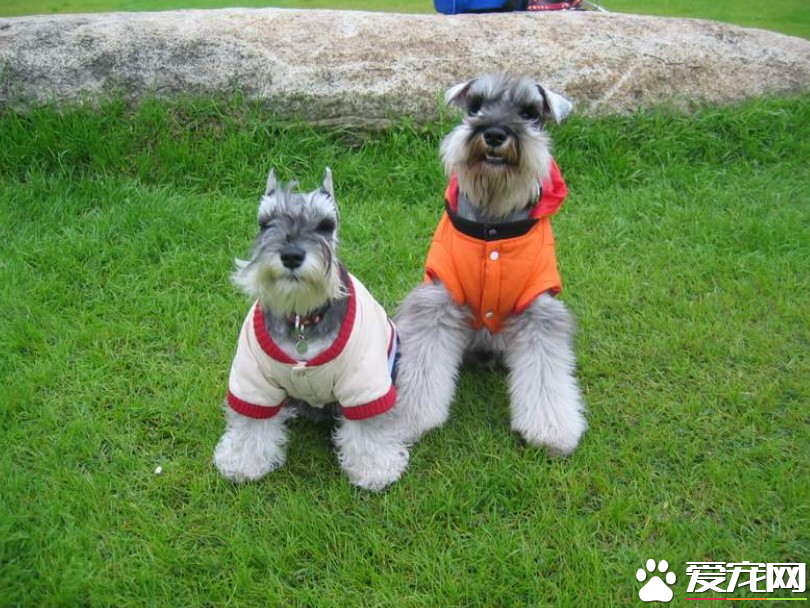 巨型雪纳瑞犬哪里有卖？巨型雪纳瑞犬特点较为明显