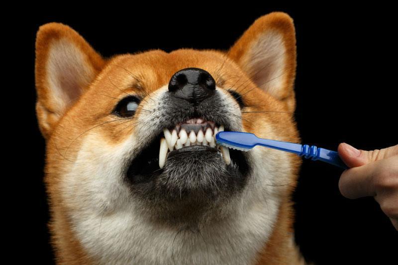 什么是牙周病？狗狗为什么会患上牙周病？狗狗患上牙周病的原因
