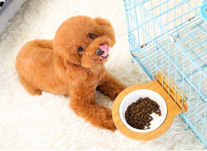 泰迪犬的寿命是多少年？如何延长泰迪犬寿命？