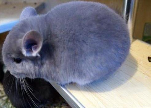 龙猫有哪些品种？龙猫的品种介绍