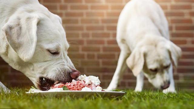 如何正确饲养拉布拉多犬？只要记住这六点，就能保障狗狗身体健康，状态爆棚