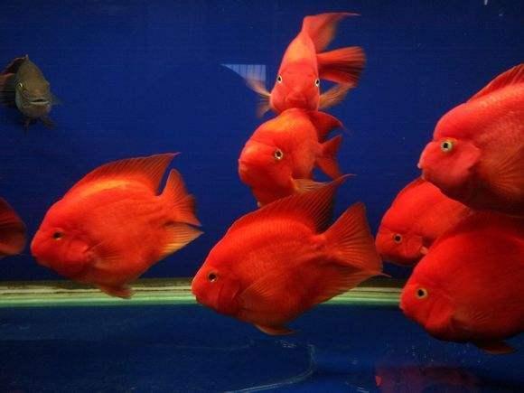 观赏鱼拒食怎么办?观赏鱼拒食的原因及解决方法 观赏鱼拒食怎么办?观赏鱼拒食的原因及解决方法