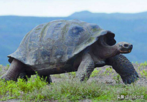 宠物龟之常见陆龟你它们的年龄你知道么？