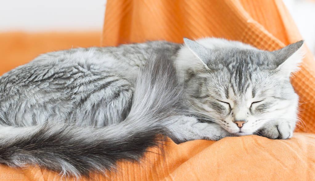新手养猫必看，如何判断猫咪发烧了？猫咪的正常温度范围你知道吗？
