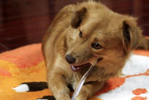 你会给狗狗刷牙吗？口腔问题很重要的！