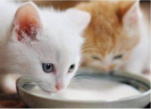 新生猫咪的营养问题（哺乳期间要注意什么？）