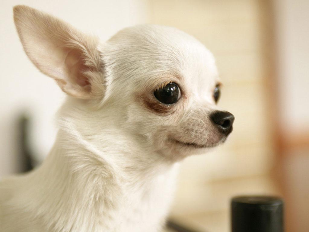 12种可爱的小体犬，你家有吗？第一名是贵宾犬