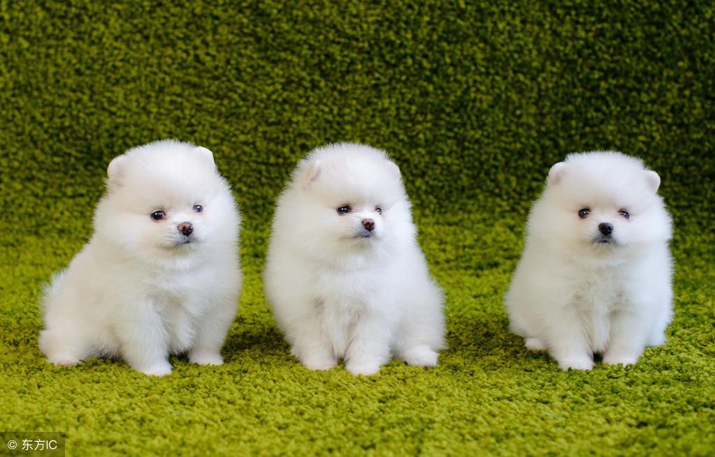 小博美犬一天的食量到底是多少？具体应该喂多少量？