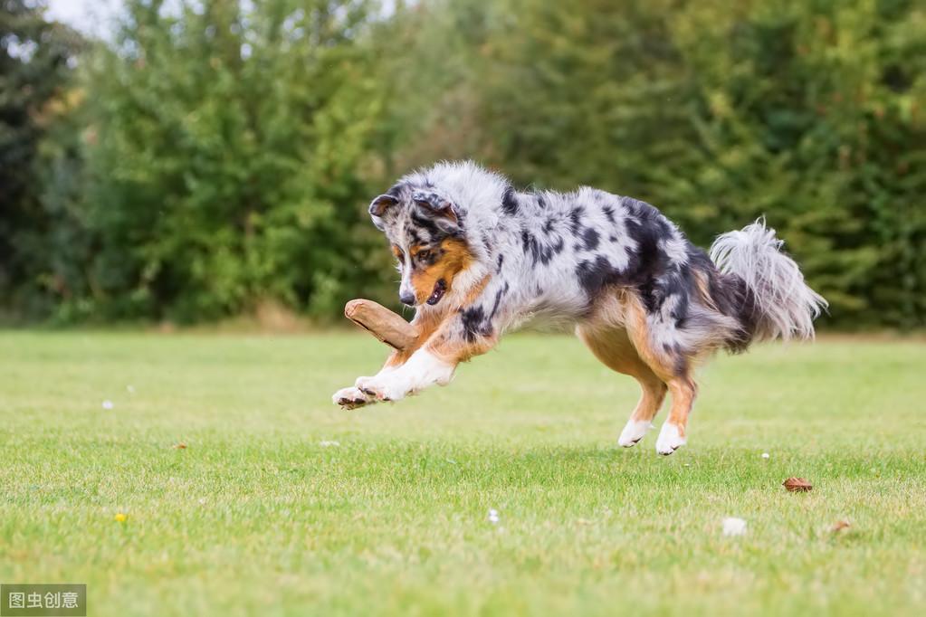 品种小的狗狗就不用遛弯了？什么狗需要较大运动量？