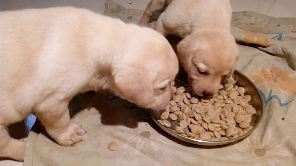狗狗从1个月到1岁，应该给狗狗喂多少食物？什么时候幼犬粮转换为成犬粮？