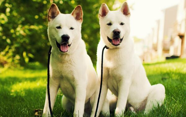 日本秋田犬多少钱一只？秋田犬好不好养呢？