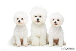 比熊犬好养吗？不饲养比熊的理由有什么？