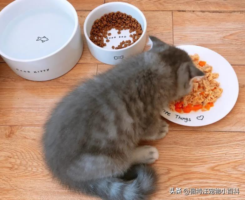 三个月的幼猫怎么喂食比较合理？可以选择羊奶粉冲泡猫粮