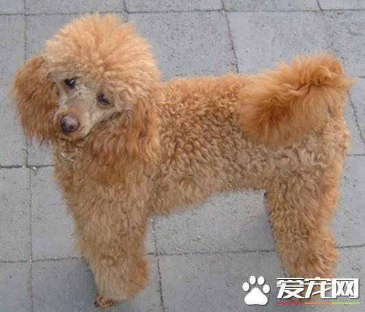 玩具贵宾犬多少钱一只？价格都不会低于2000元