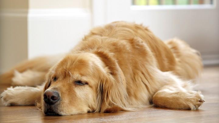 狗狗体温超38℃是发烧吗？狗狗的健康指标你知多少？