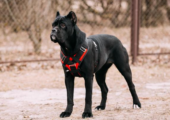 养卡斯罗犬你愿意接受它的缺点吗？可能还会咬人