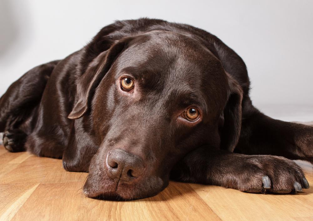 拉布拉多要怎么饲养?介绍拉布拉多犬的特征和饲养时的注意事项 拉布拉多要怎么饲养?介绍拉布拉多犬的特征和饲养时的注意事项