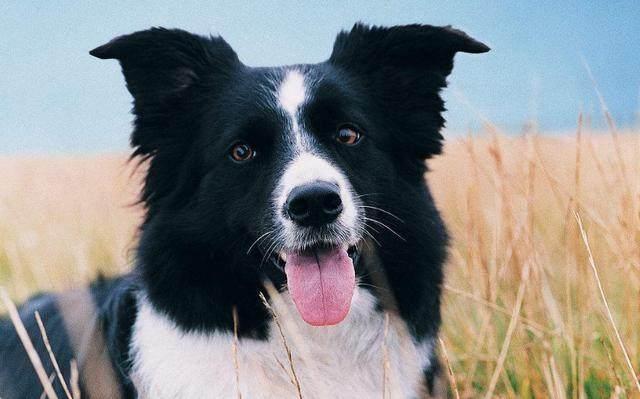 “纯种”边境牧羊犬有5个特点，怎么判断边牧是不是纯种？
