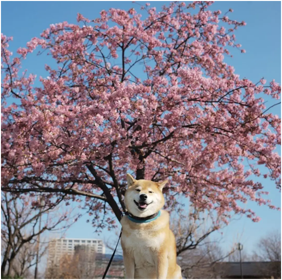 中华田园犬和日本柴犬，为何相差如此巨大？