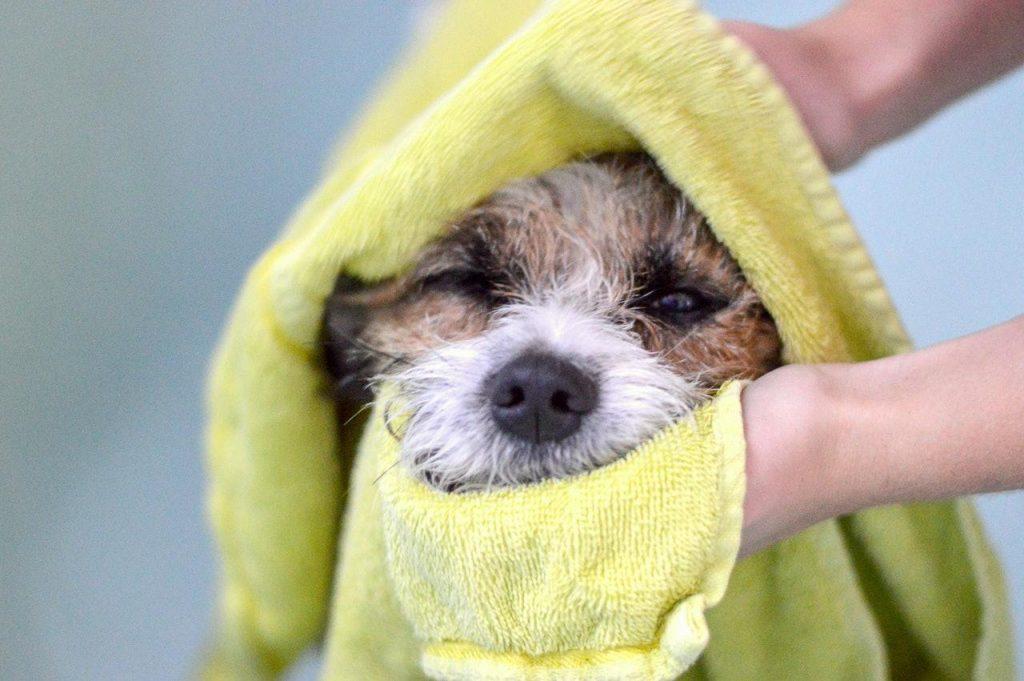狗狗频繁洗澡，反而会有皮肤病？告诉你多久洗一次狗狗