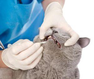 如何饲养英国短毛猫？
