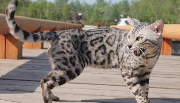 孟加拉豹猫价格为什么这么贵？物以稀为贵