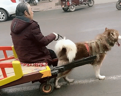 如何判断阿拉斯加犬是不是纯种?5种方法判断阿拉斯加犬是不是纯种 如何判断阿拉斯加犬是不是纯种?5种方法判断阿拉斯加犬是不是纯种