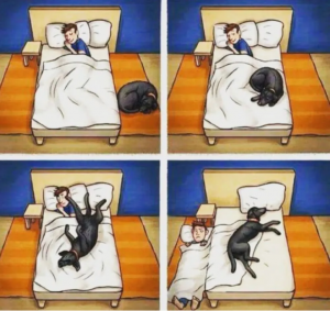可以通过睡觉来判断宠物与主人之间感情程度