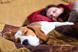 可以通过睡觉来判断宠物与主人之间感情程度