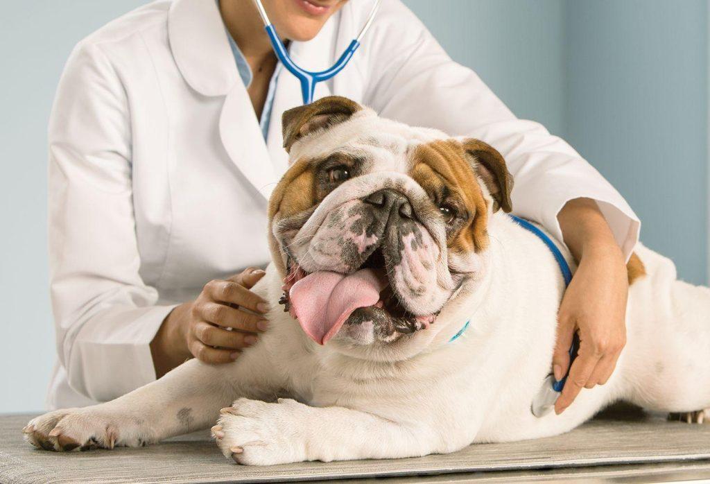 关于狗狗的健康：狗狗体温、心率和呼吸频率反应狗狗身体情况