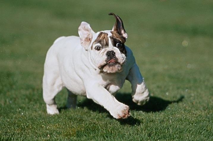 英国斗牛犬和法国斗牛犬，有什么区别？从这几点辨别两者之间的区别