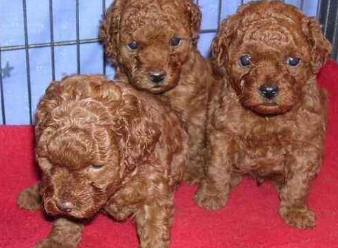 泰迪犬多少钱一只？什么影响了泰迪犬的价格？