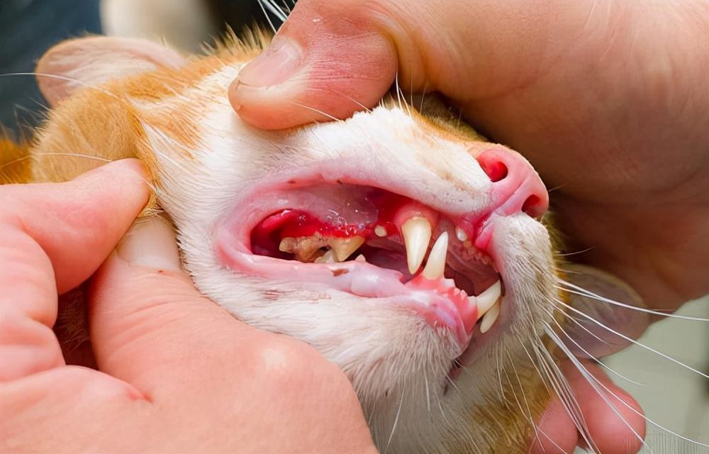养猫经验篇：猫咪治疗口炎需要多少钱？具体治疗口炎的措施有哪些？