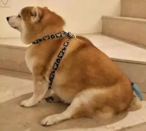 柴犬妊娠期大概是多少天？柴犬怀孕期间会有什么反应