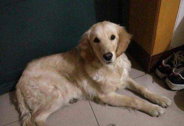 金毛犬常见症状及防治汇总，养金毛的宠物主人收藏了