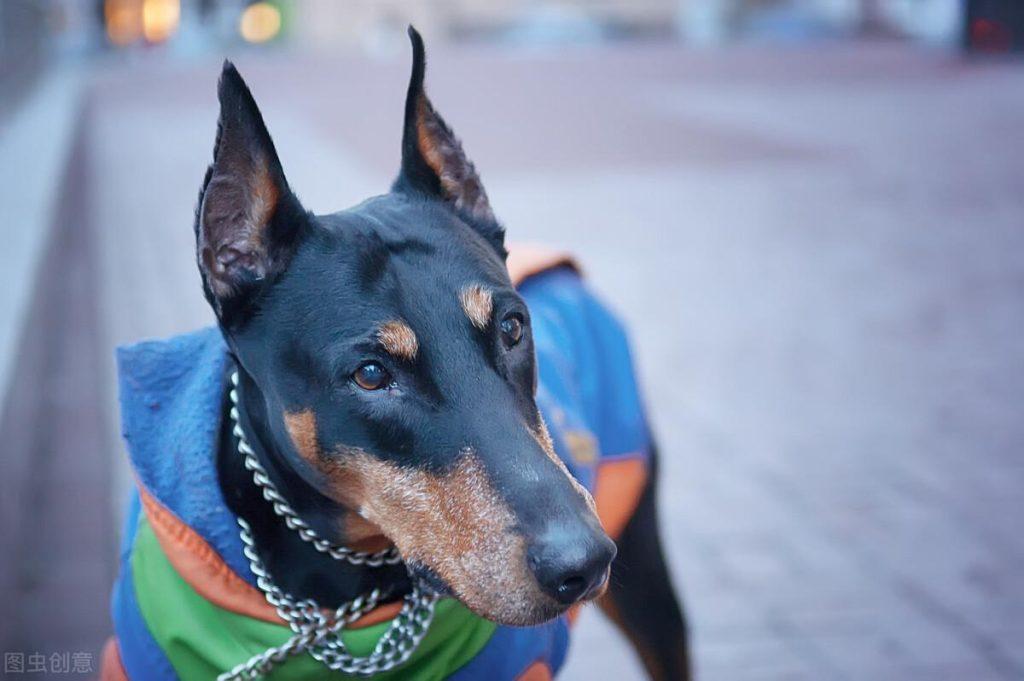 公认最帅气最勇敢的护卫犬——杜宾犬和罗威纳犬，你喜欢它们吗？