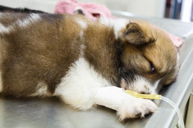 狗狗成年后需要打哪些疫苗？狗狗多久打一次疫苗？