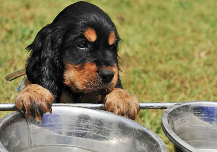 幼犬喝水量比成犬低？铲屎官需知：狗狗饮水不能过少
